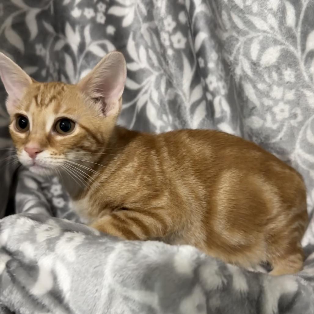 Enlarge Olivia, a Adoptable Domestic Short Hair in Booneville, AR image 1/4