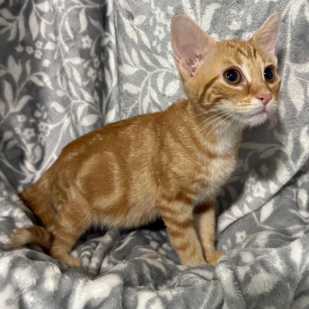 Enlarge Olivia, a Adoptable Domestic Short Hair in Booneville, AR image 2/4