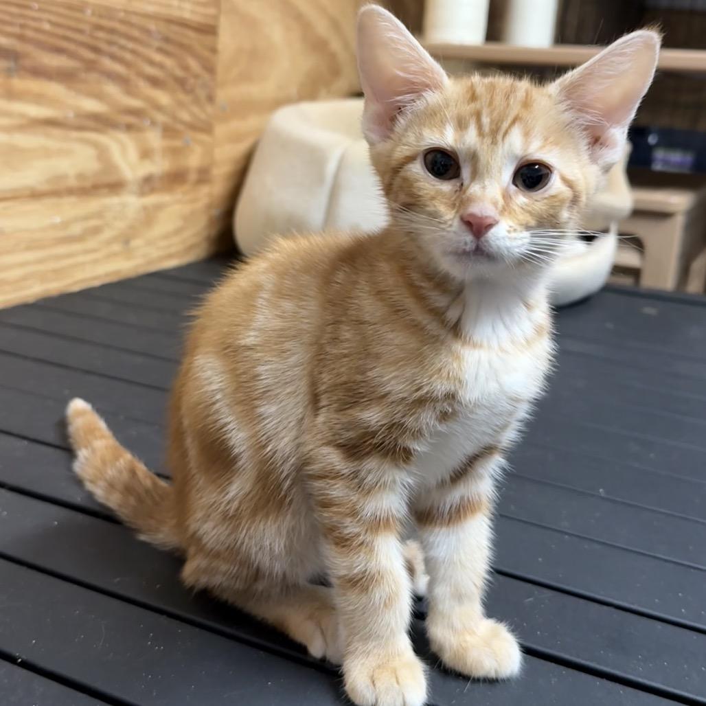 Enlarge Olivia, a Adoptable Domestic Short Hair in Booneville, AR image 3/4