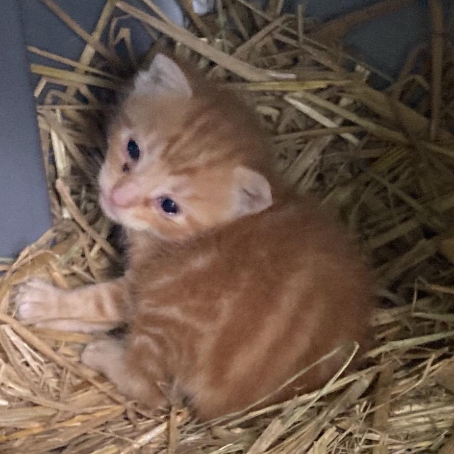 Enlarge Olivia, a Adoptable Domestic Short Hair in Booneville, AR image 4/4