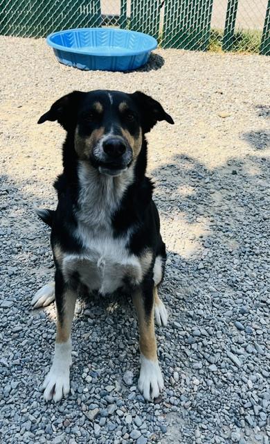 Berti, a ADOPTABLE mixed breed in Kellogg, ID image 2/4