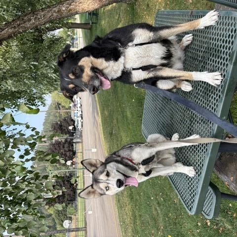 Berti, a ADOPTABLE mixed breed in Kellogg, ID image 4/4