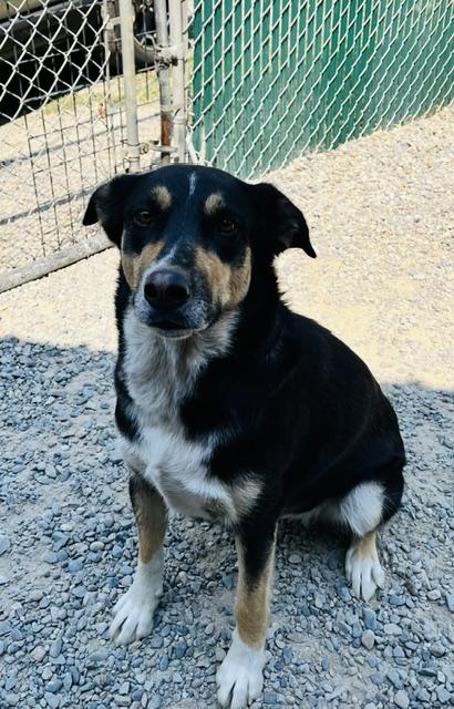 Berti, a ADOPTABLE mixed breed in Kellogg, ID image 3/4
