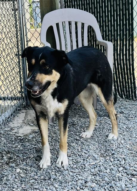 Berti, ADOPTABLE, Adult Female Shepherd.