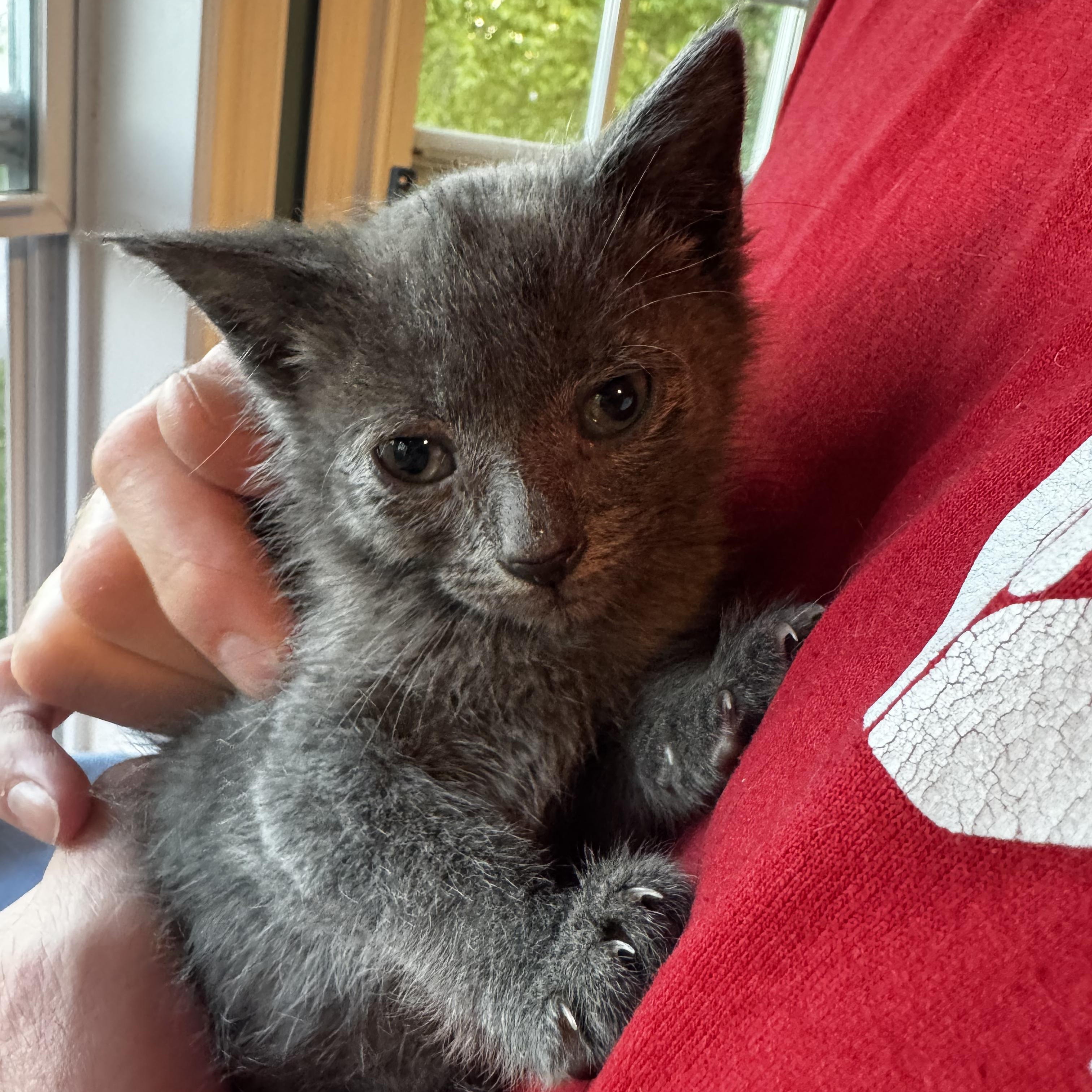 Ursinua, ADOPTABLE, Kitten Female Domestic Short Hair & Russian Blue.