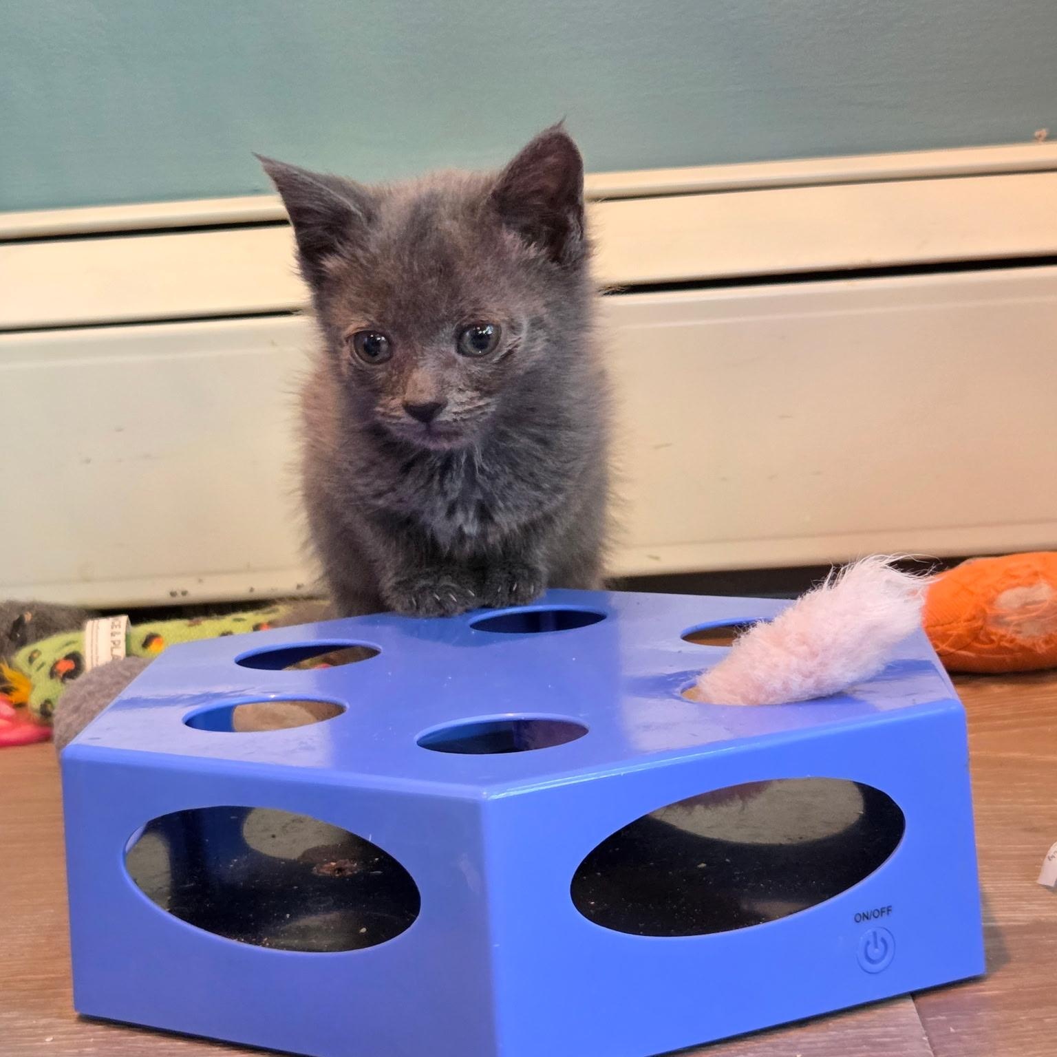 Ursinua, a ADOPTABLE mixed breed in Moriches, NY image 2/3