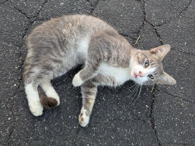 South Paw, Adopted, Young Male Domestic Short Hair.