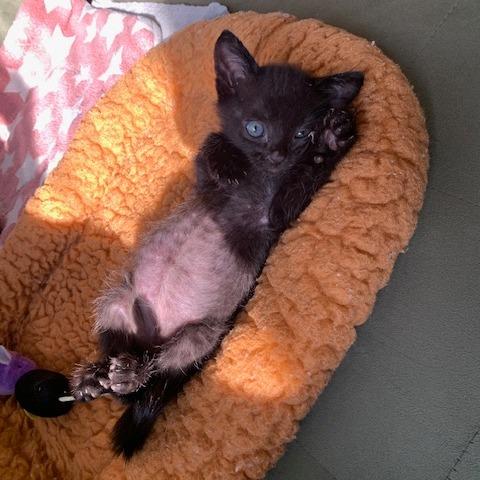 Mallory, Adoptable, Kitten Female Domestic Short Hair.