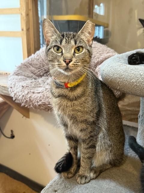 MEADOW, Adoptable, Adult Female Domestic Short Hair.