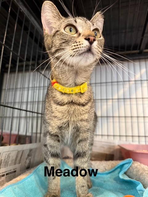 Enlarge MEADOW, a Adoptable Domestic Short Hair in Millerstown, PA image 5/6