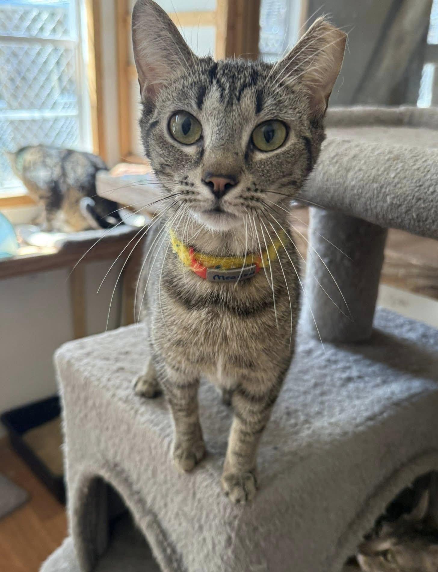 MEADOW, Adoptable, Adult Female Domestic Short Hair.