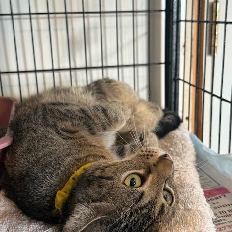 Enlarge MEADOW, a Adoptable Domestic Short Hair in Millerstown, PA image 6/6