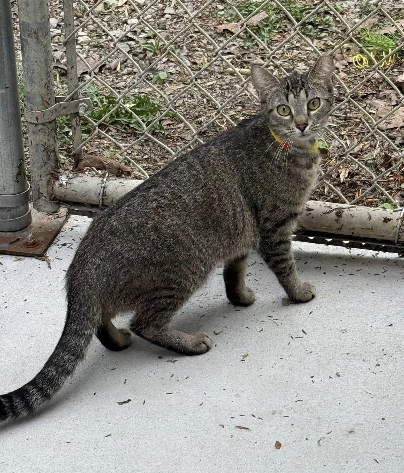 Enlarge MEADOW, a Adoptable Domestic Short Hair in Millerstown, PA image 4/6