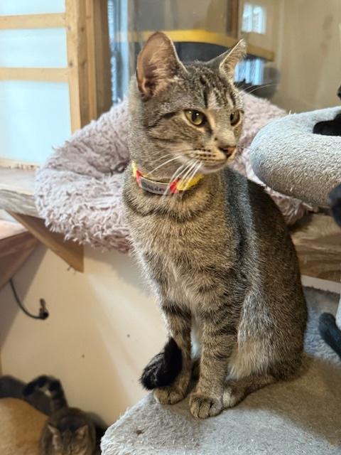 Enlarge MEADOW, a Adoptable Domestic Short Hair in Millerstown, PA image 3/6