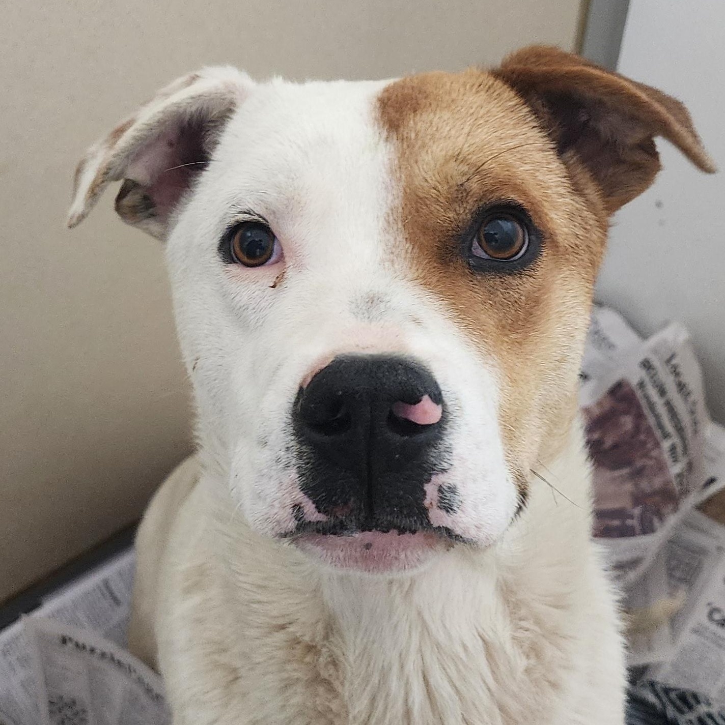 Jackson, a ADOPTABLE mixed breed in Tama, IA image 2/2
