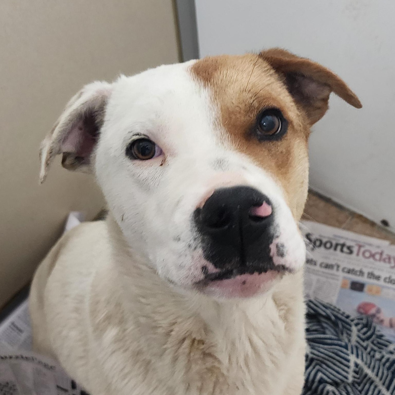 Jackson, ADOPTABLE, Young Male Labrador Retriever.
