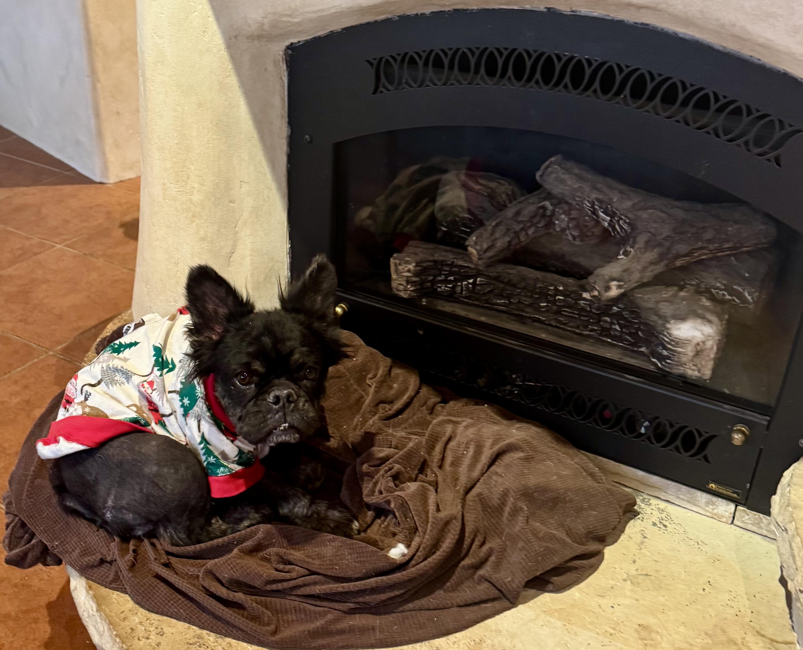 Enlarge Juliana, a Adoptable French Bulldog in Windsor, CO image 1/4