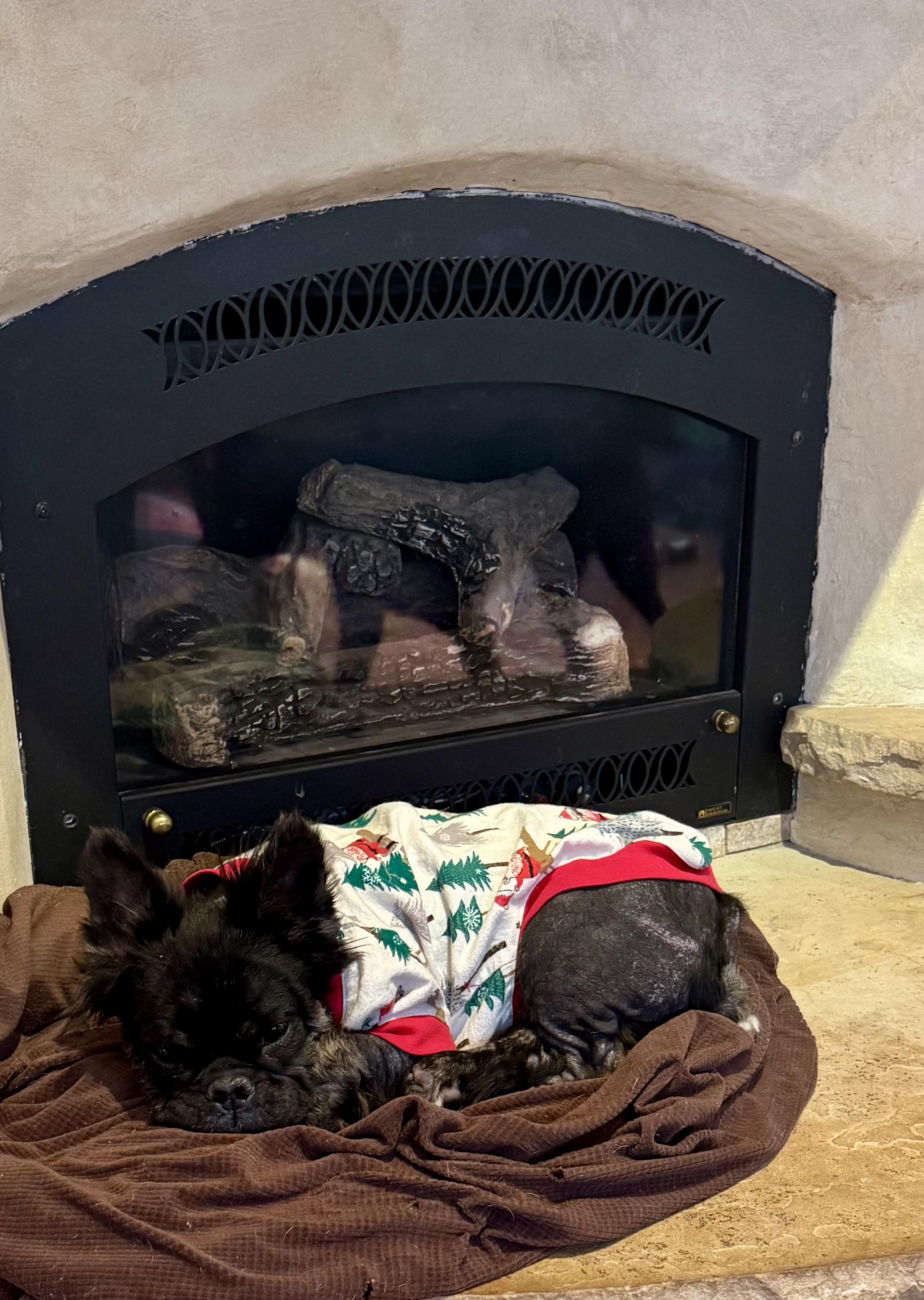 Enlarge Juliana, a Adoptable French Bulldog in Windsor, CO image 2/4