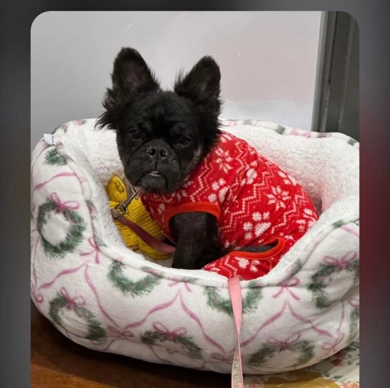 Enlarge Juliana, a Adoptable French Bulldog in Windsor, CO image 3/4