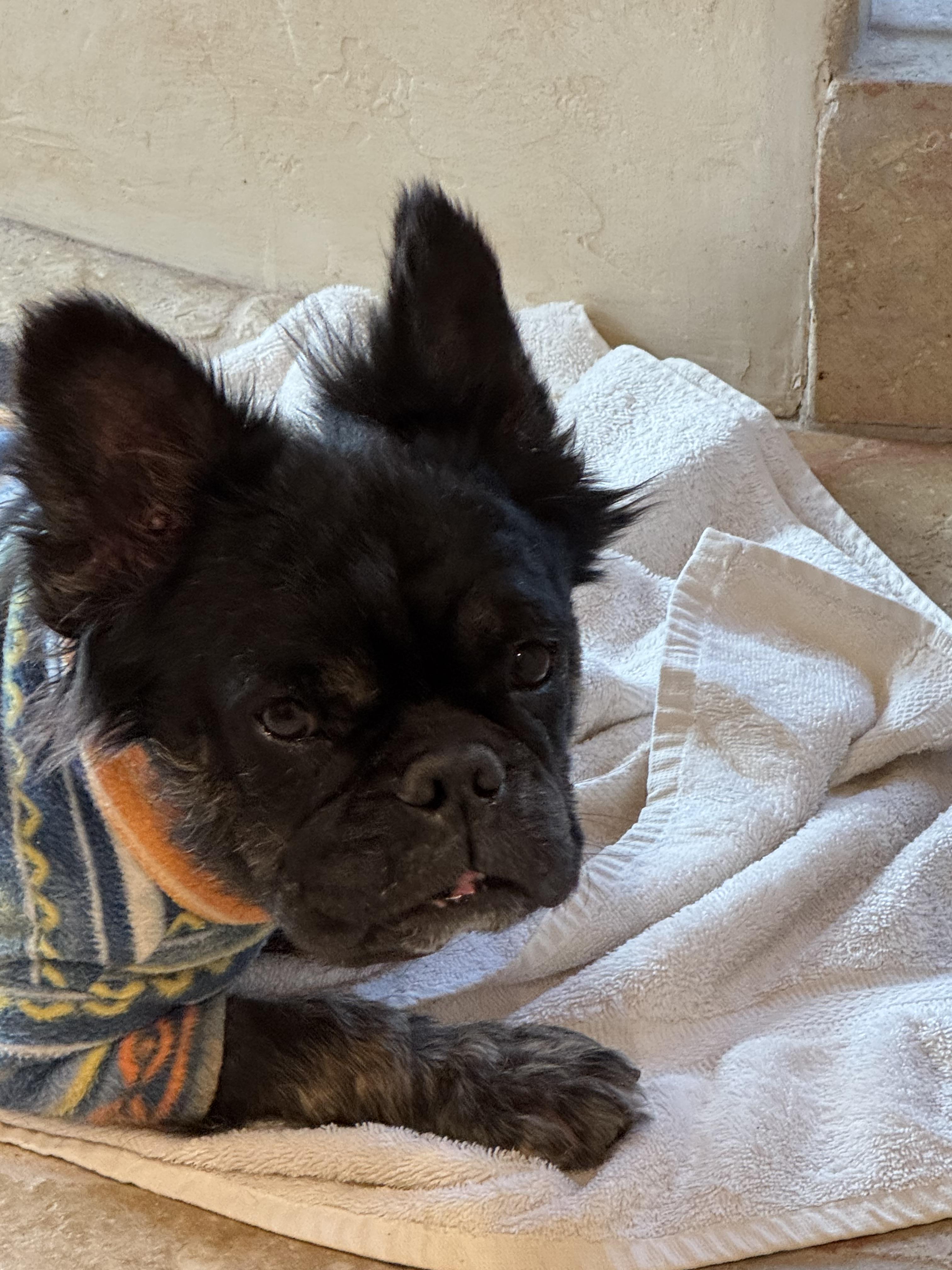 Enlarge Juliana, a Adoptable French Bulldog in Windsor, CO image 4/4