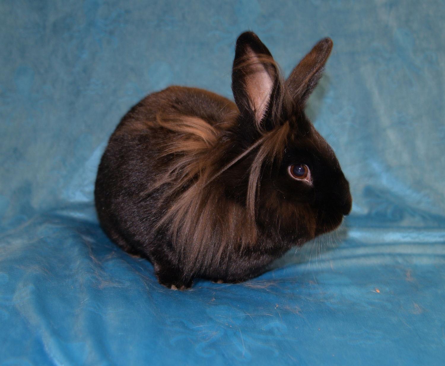 Enlarge Petra, a Adoptable Lionhead in Chesterfield, MO image 1/3