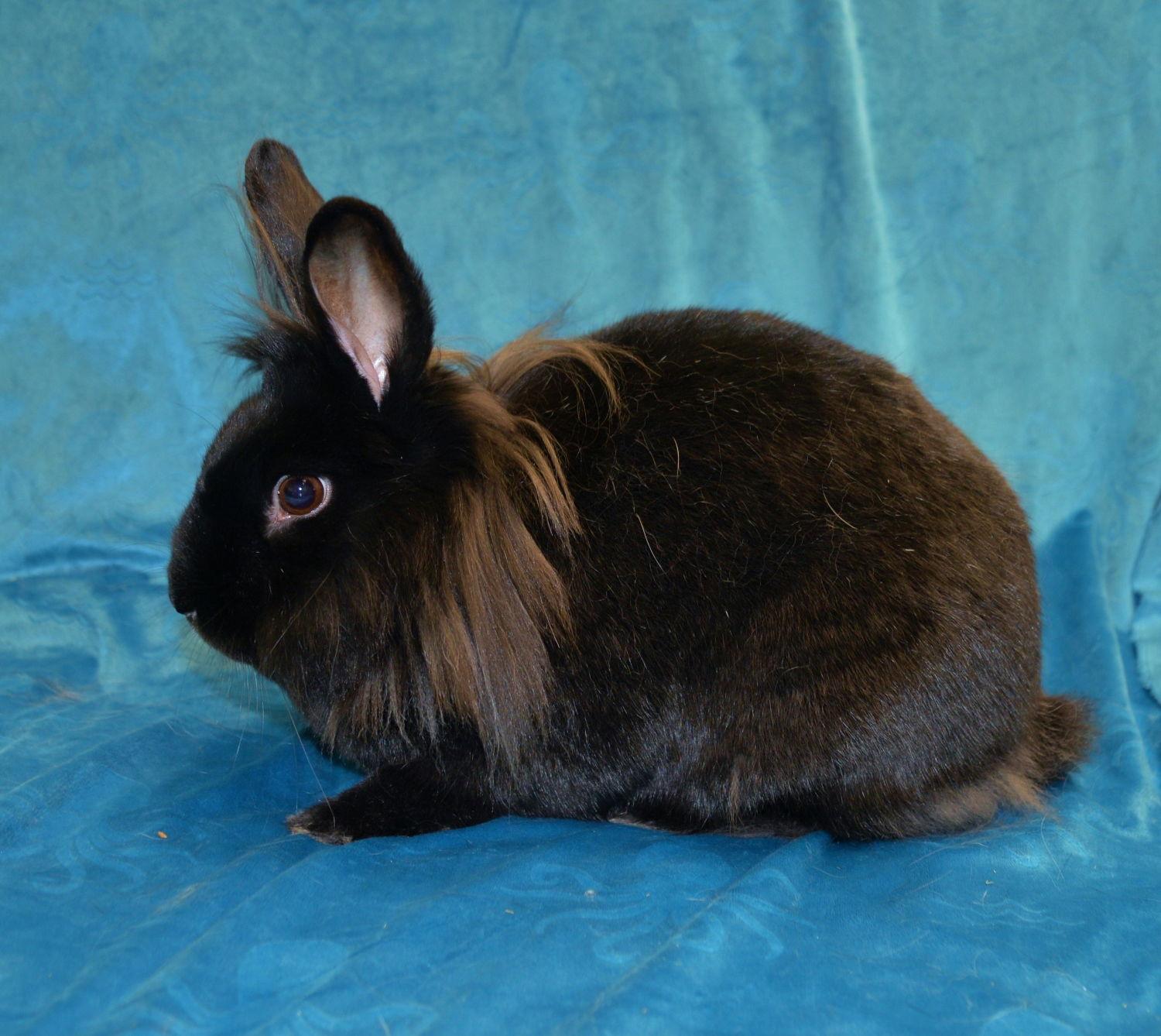 Enlarge Petra, a Adoptable Lionhead in Chesterfield, MO image 2/3