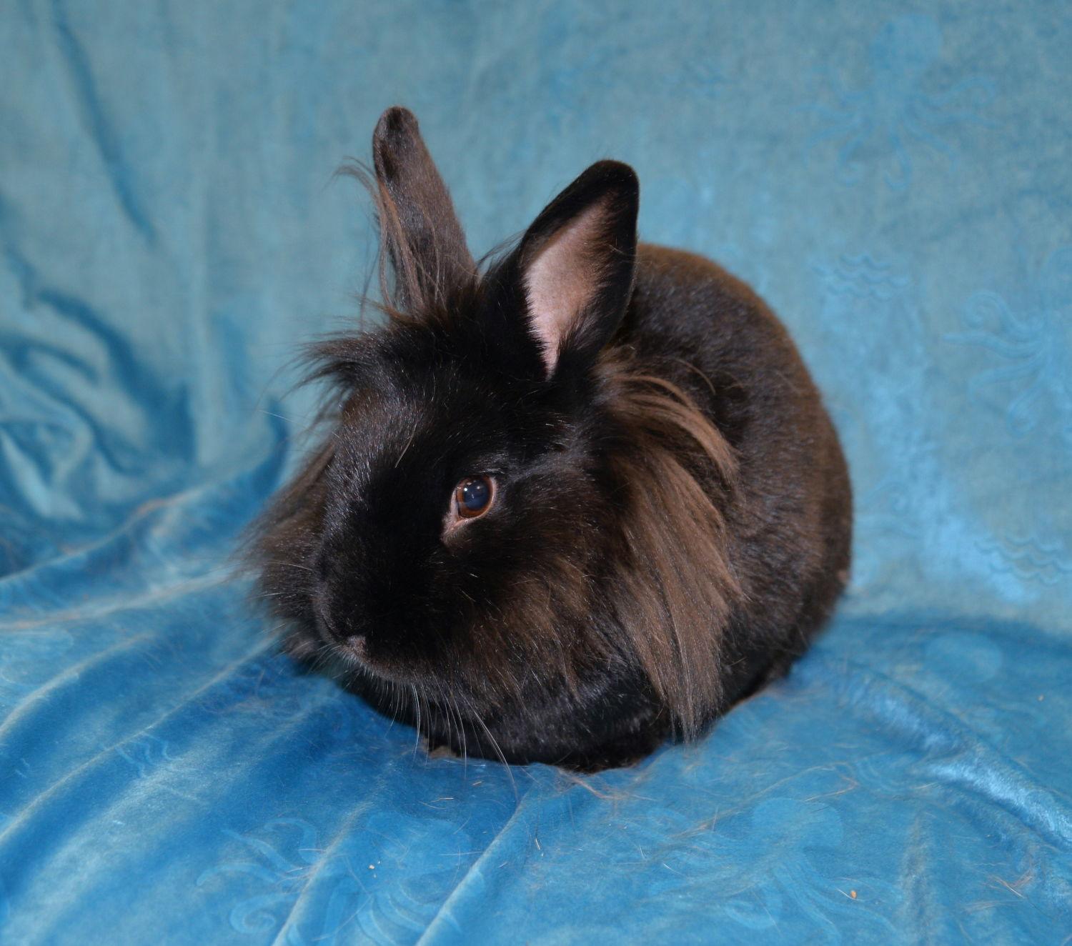 Enlarge Petra, a Adoptable Lionhead in Chesterfield, MO image 3/3