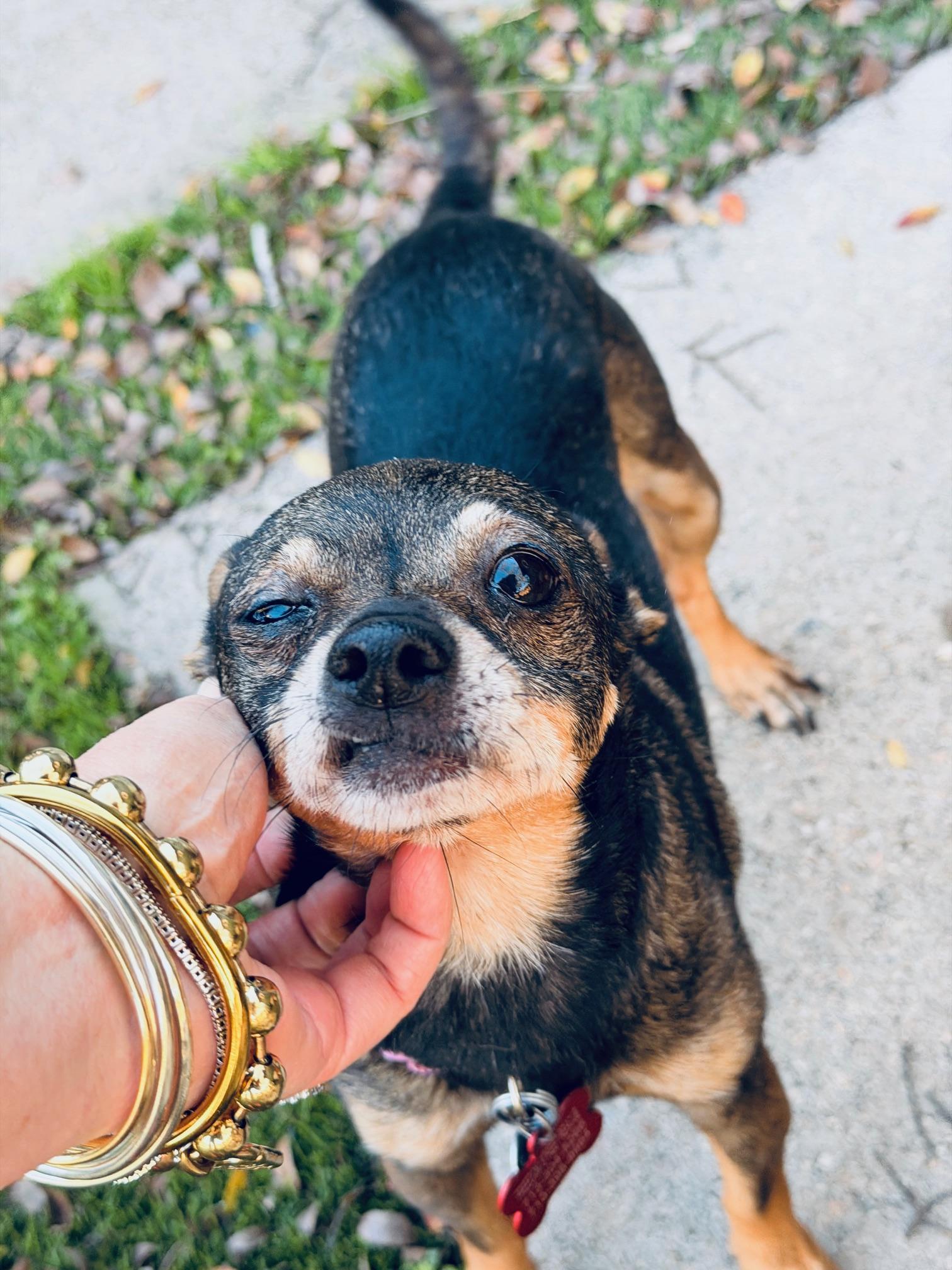 Coco & Stewy — A Bonded Pair Looking for a Soft Place to Land — thumbnail 5