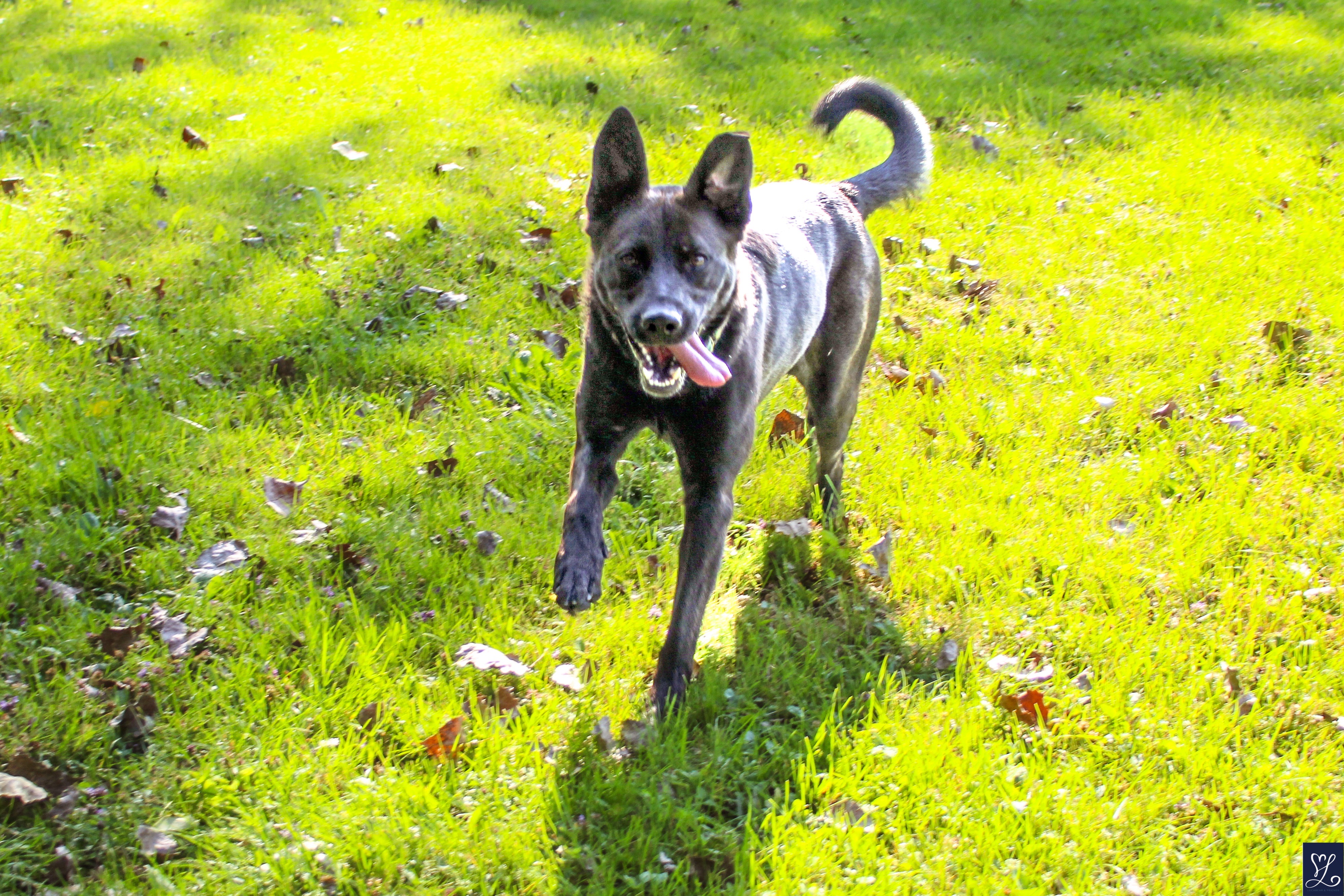 NALA, a Adoptable mixed breed in Rochester, NY image 2/6