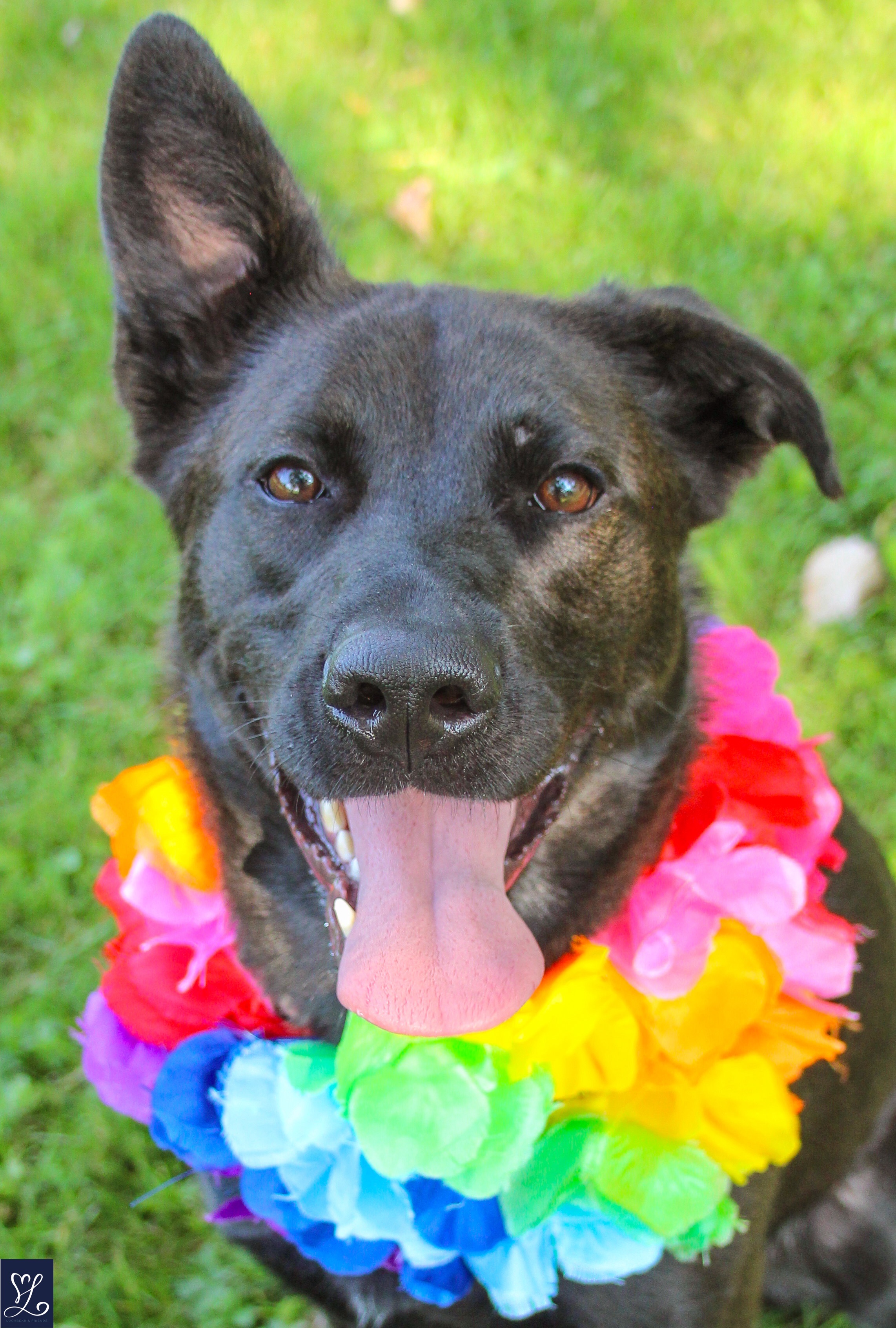 NALA, a Adoptable mixed breed in Rochester, NY image 3/6