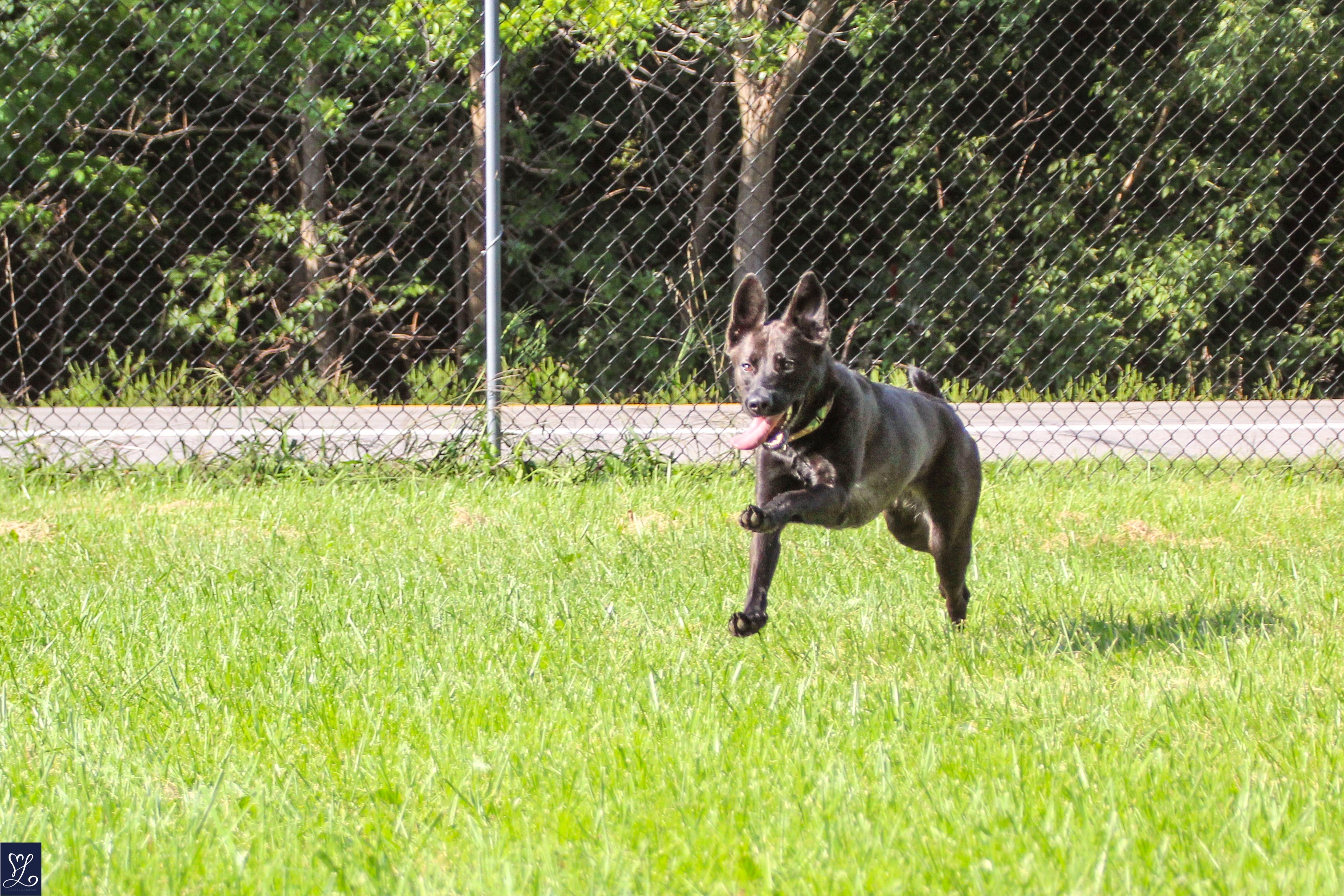 NALA, a Adoptable mixed breed in Rochester, NY image 5/6