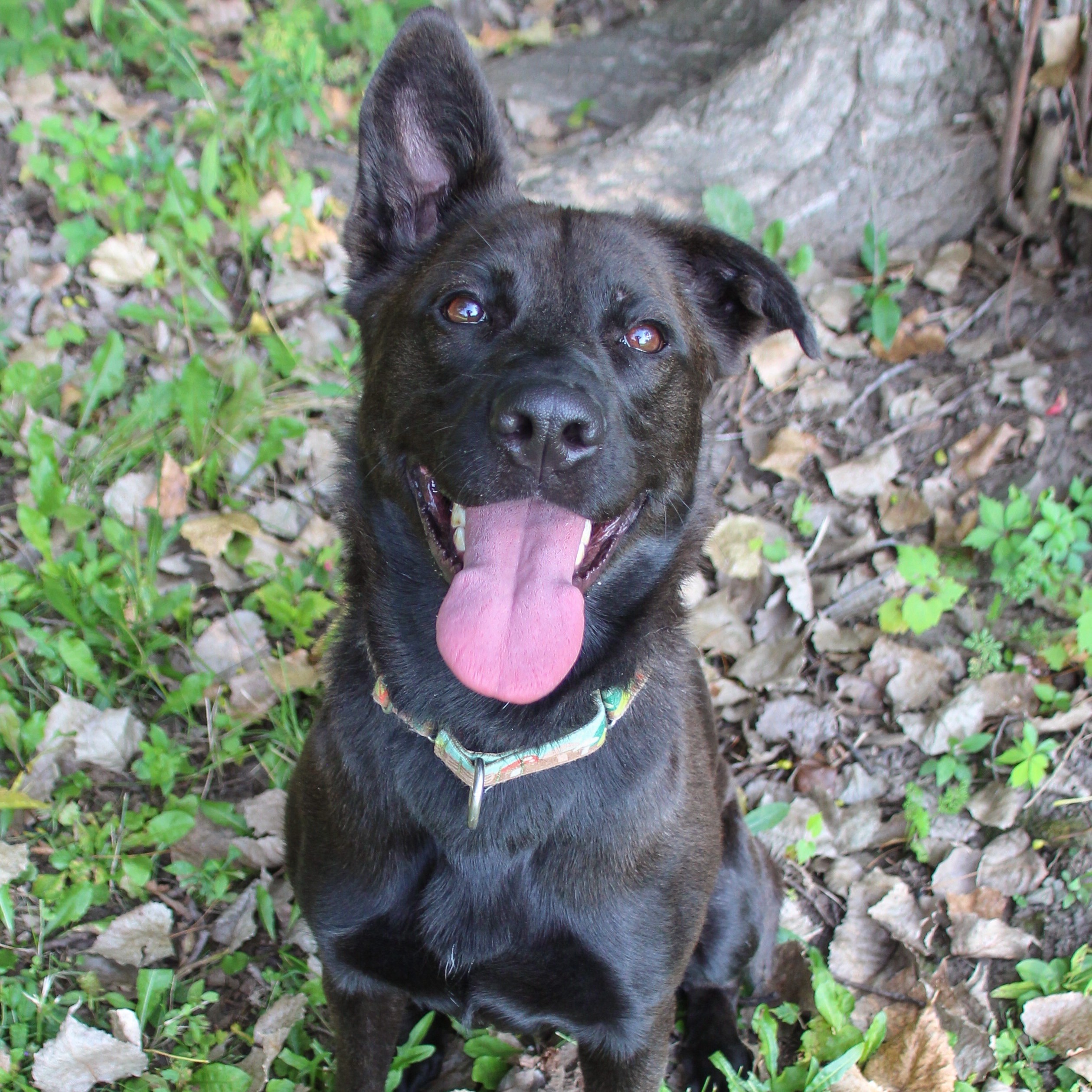 NALA, Adoptable, Young Female German Shepherd Dog & Labrador Retriever.