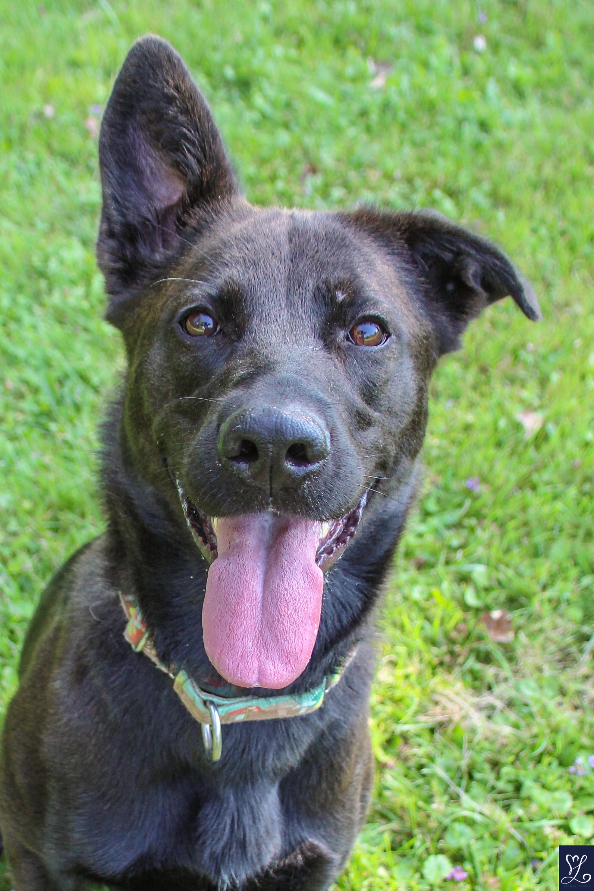 NALA, a Adoptable mixed breed in Rochester, NY image 6/6