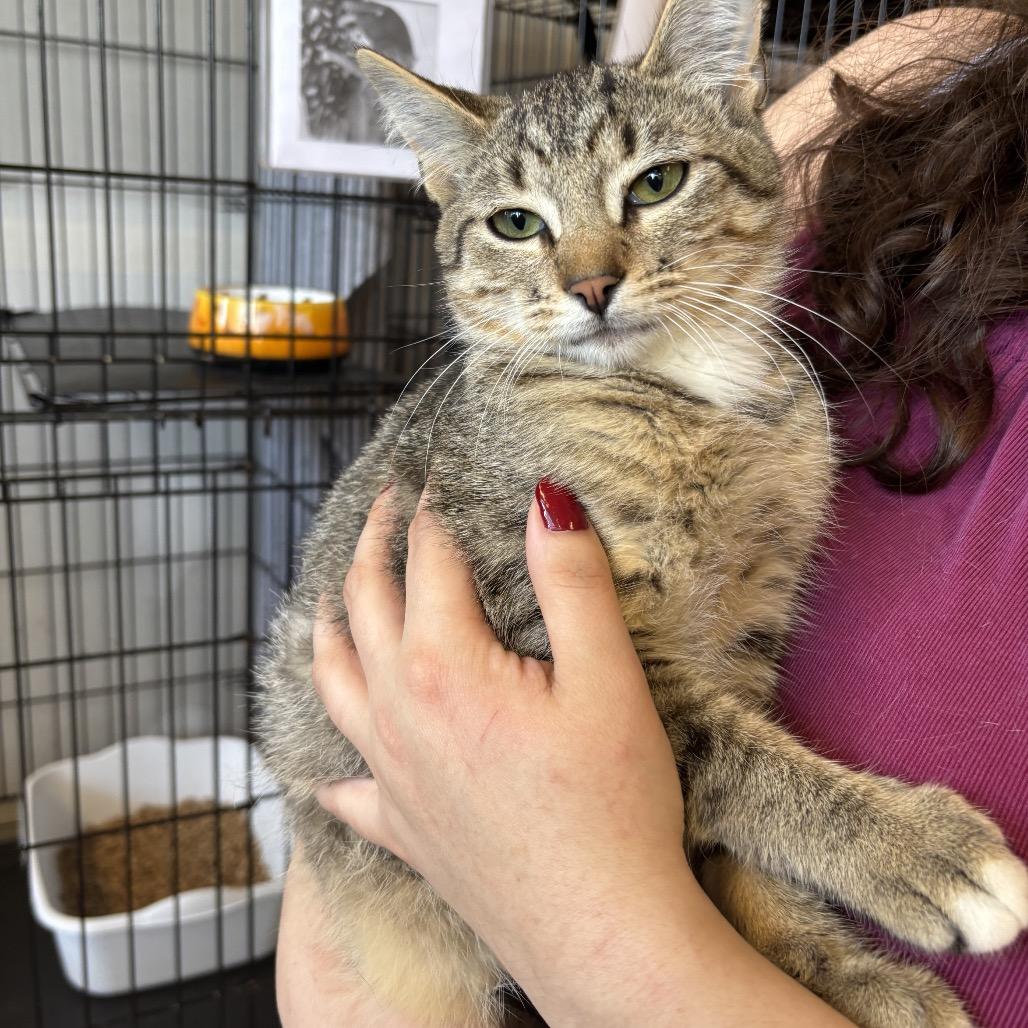 Enlarge Mikey, a Adoptable Domestic Short Hair in Webster, TX image 1/1