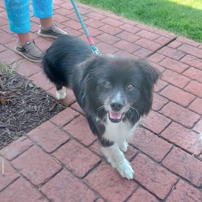 Enlarge Koda, a ADOPTABLE Australian Shepherd in Alexandria, VA image 2/3