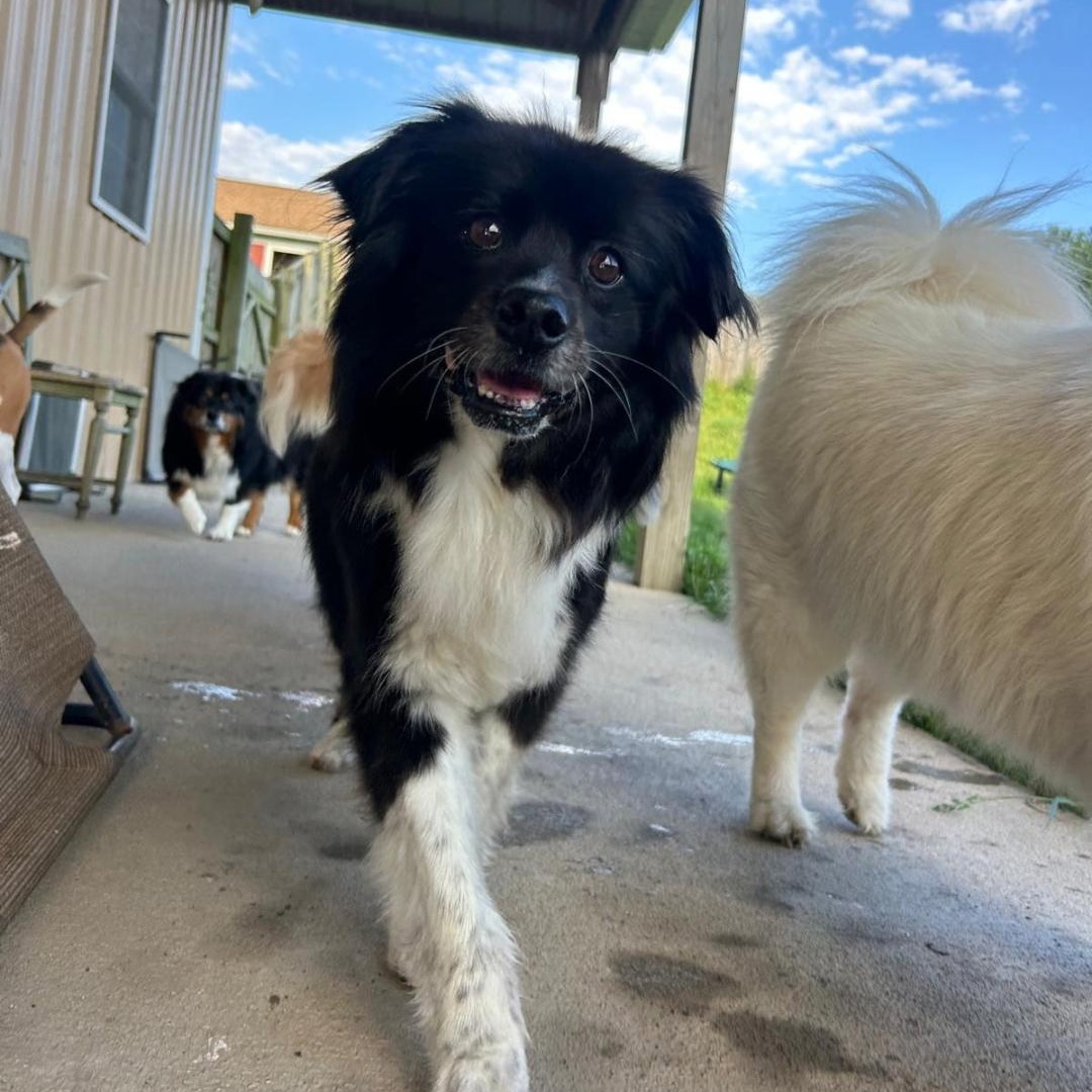 Enlarge Koda, a ADOPTABLE Australian Shepherd in Alexandria, VA image 1/3