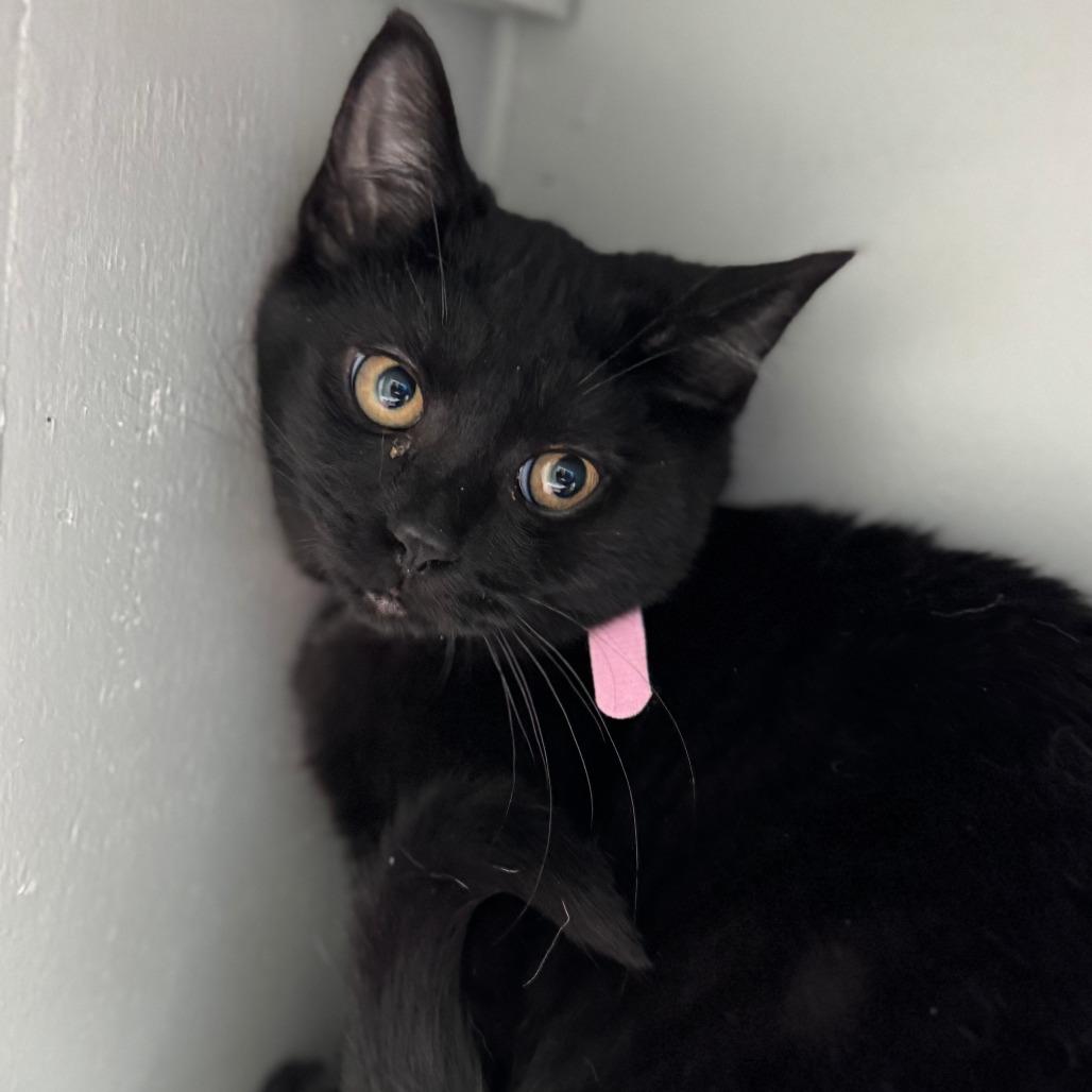 Luna - pink, Adoptable, Young Female Domestic Short Hair.