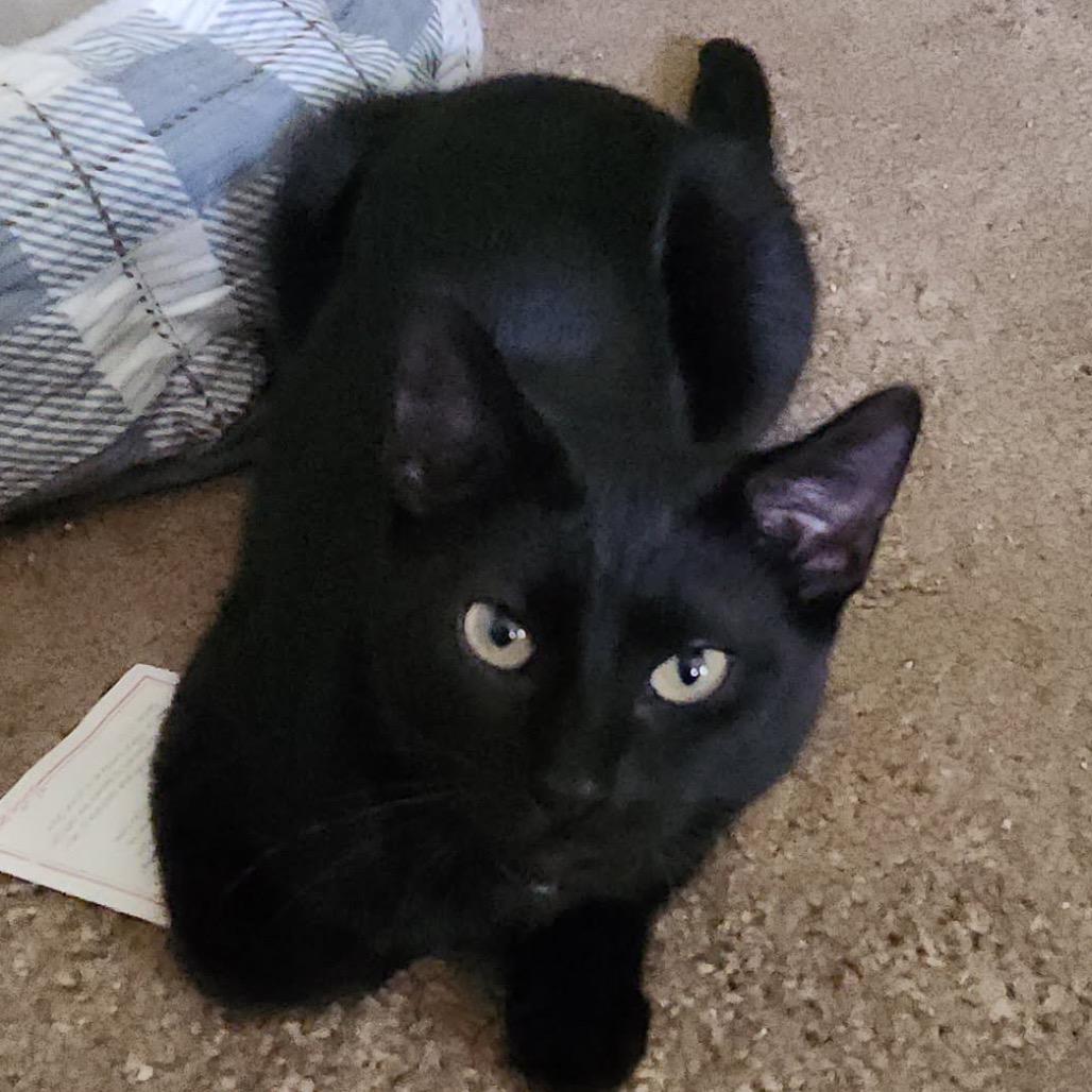 Enlarge Luna - pink, a Adoptable Domestic Short Hair in Greenfield, IN image 2/2