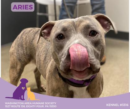 Aries , ADOPTABLE, Young Male Pit Bull Terrier.
