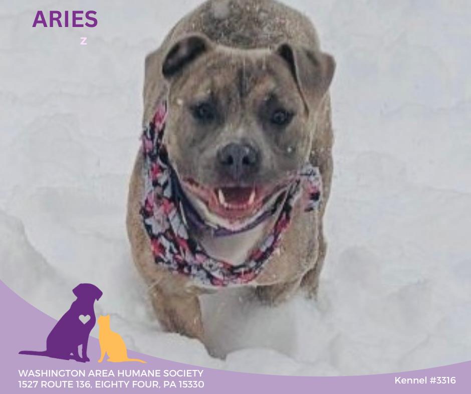 Aries , ADOPTABLE, Young Male Pit Bull Terrier.