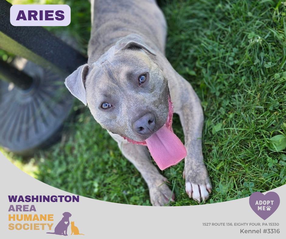 Enlarge Aries , a Adoptable mixed breed in Eighty Four, PA image 1/2