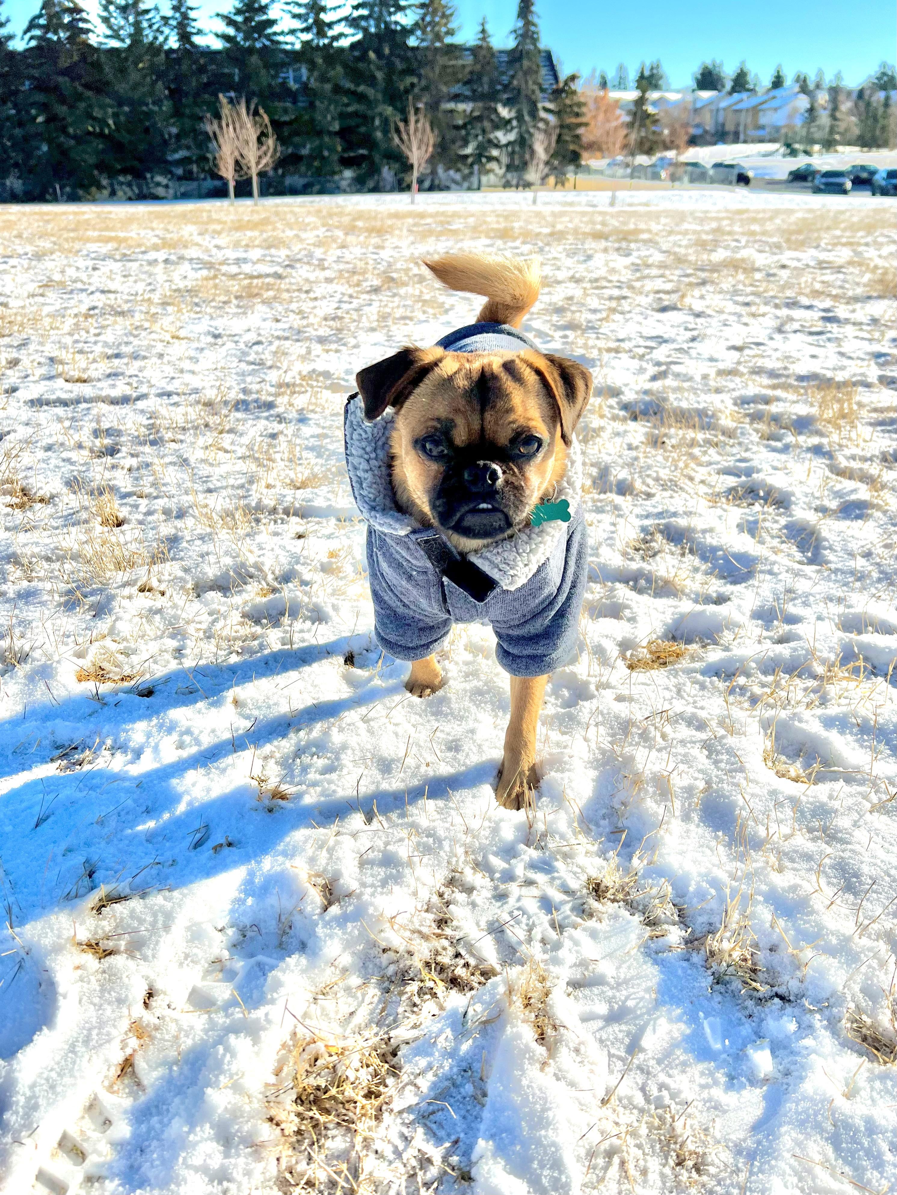 Duke, Adoptable, Young Male Pug & Chihuahua.