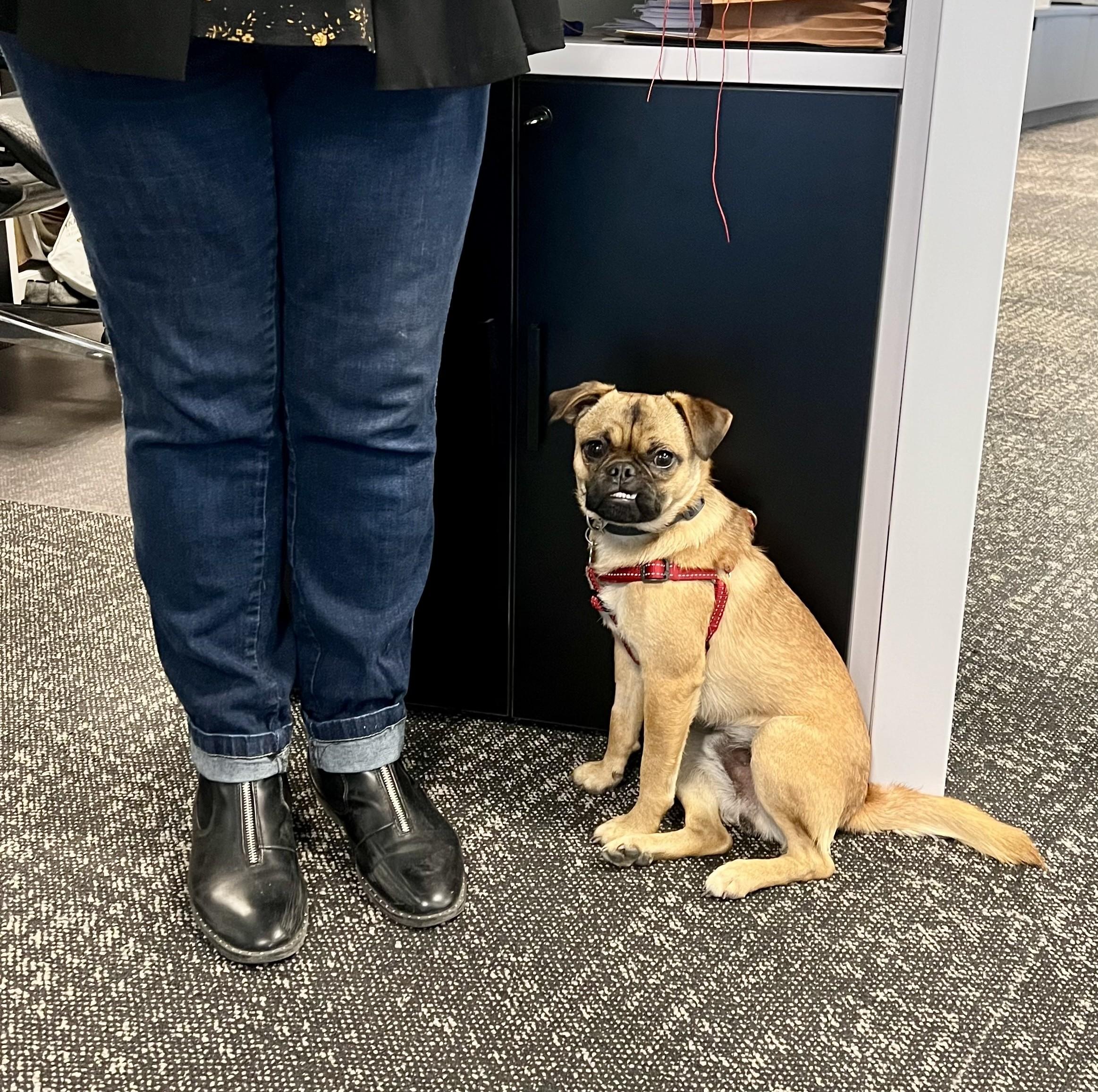 Duke, a Adoptable mixed breed in Calgary, AB image 2/6