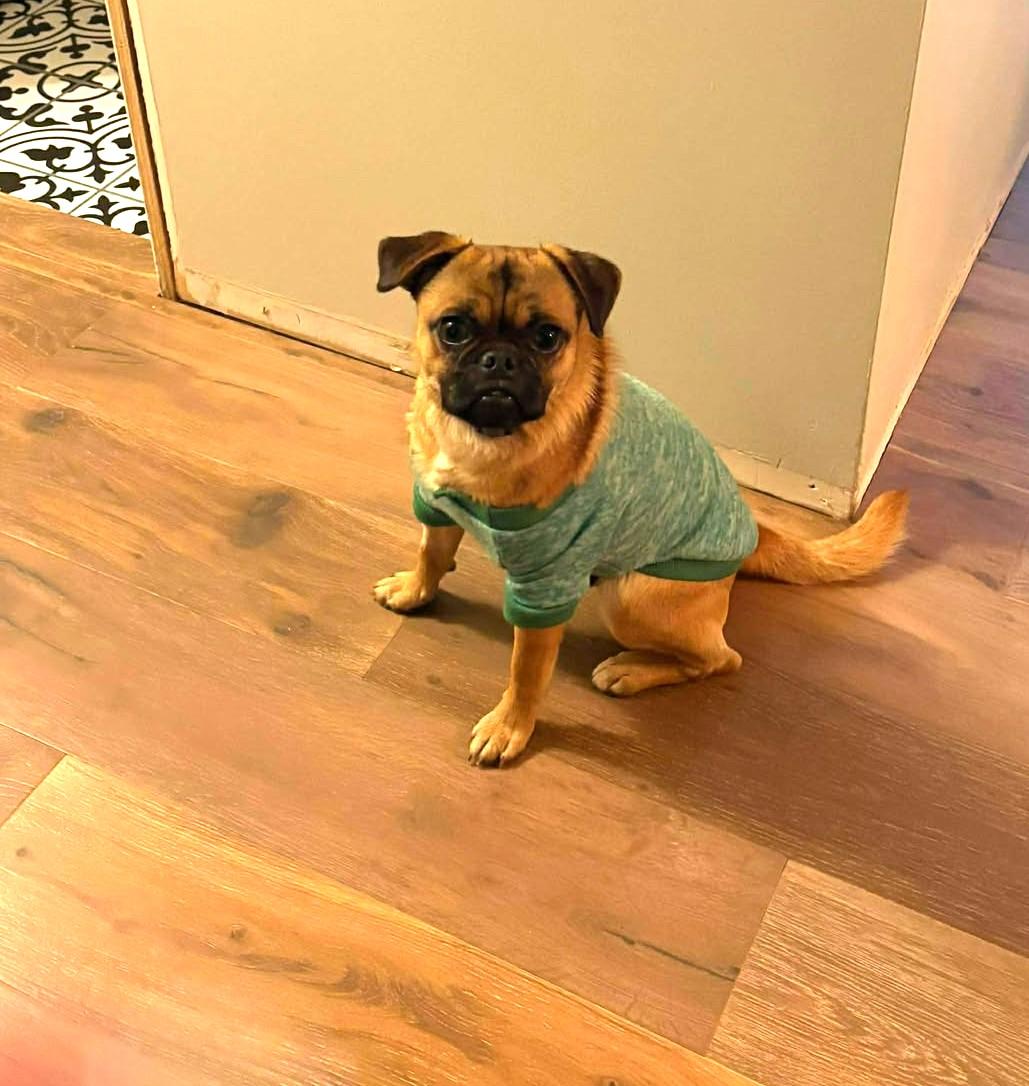 Duke, a Adoptable mixed breed in Calgary, AB image 3/6