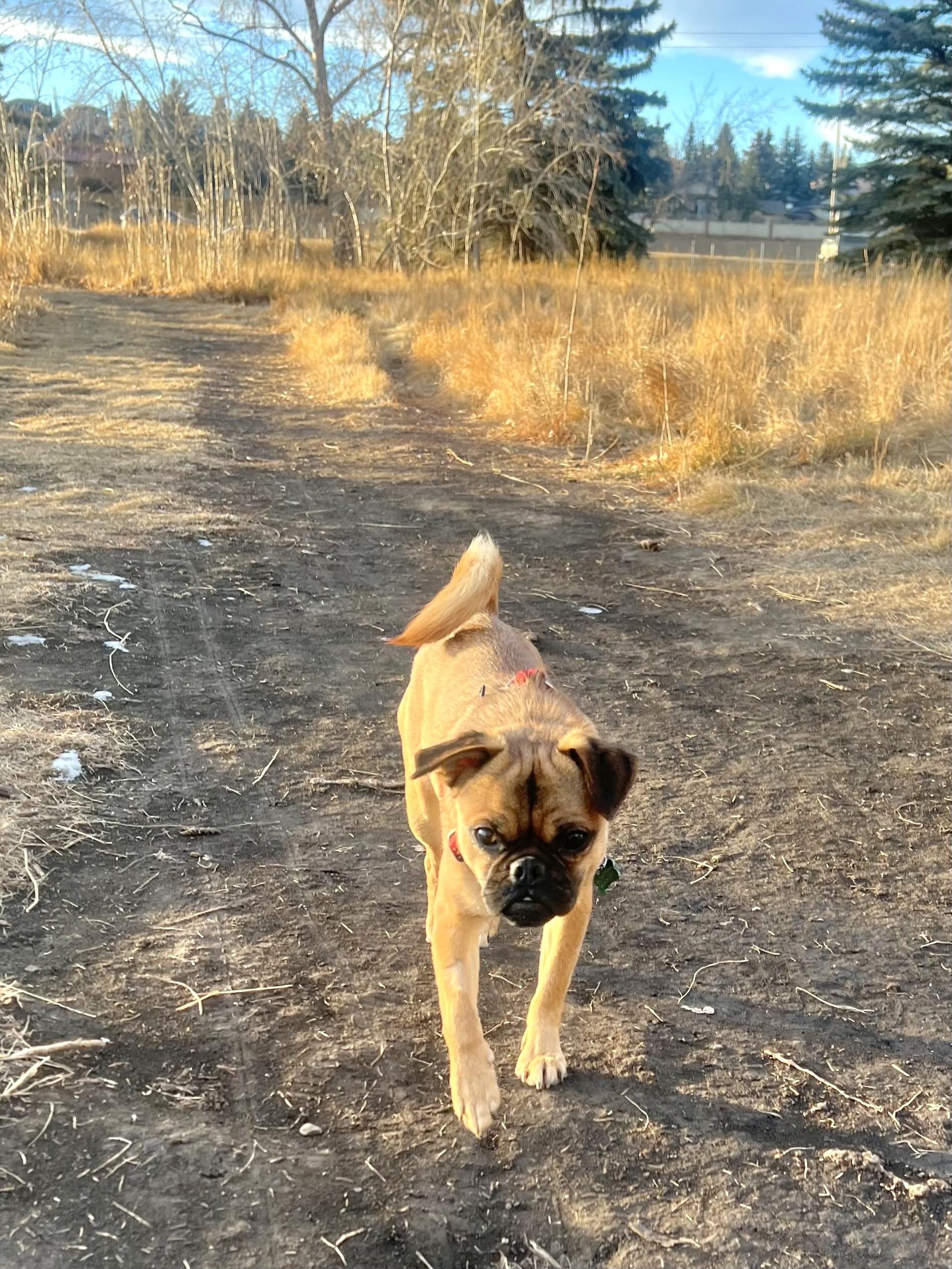 Duke, a Adoptable mixed breed in Calgary, AB image 4/6