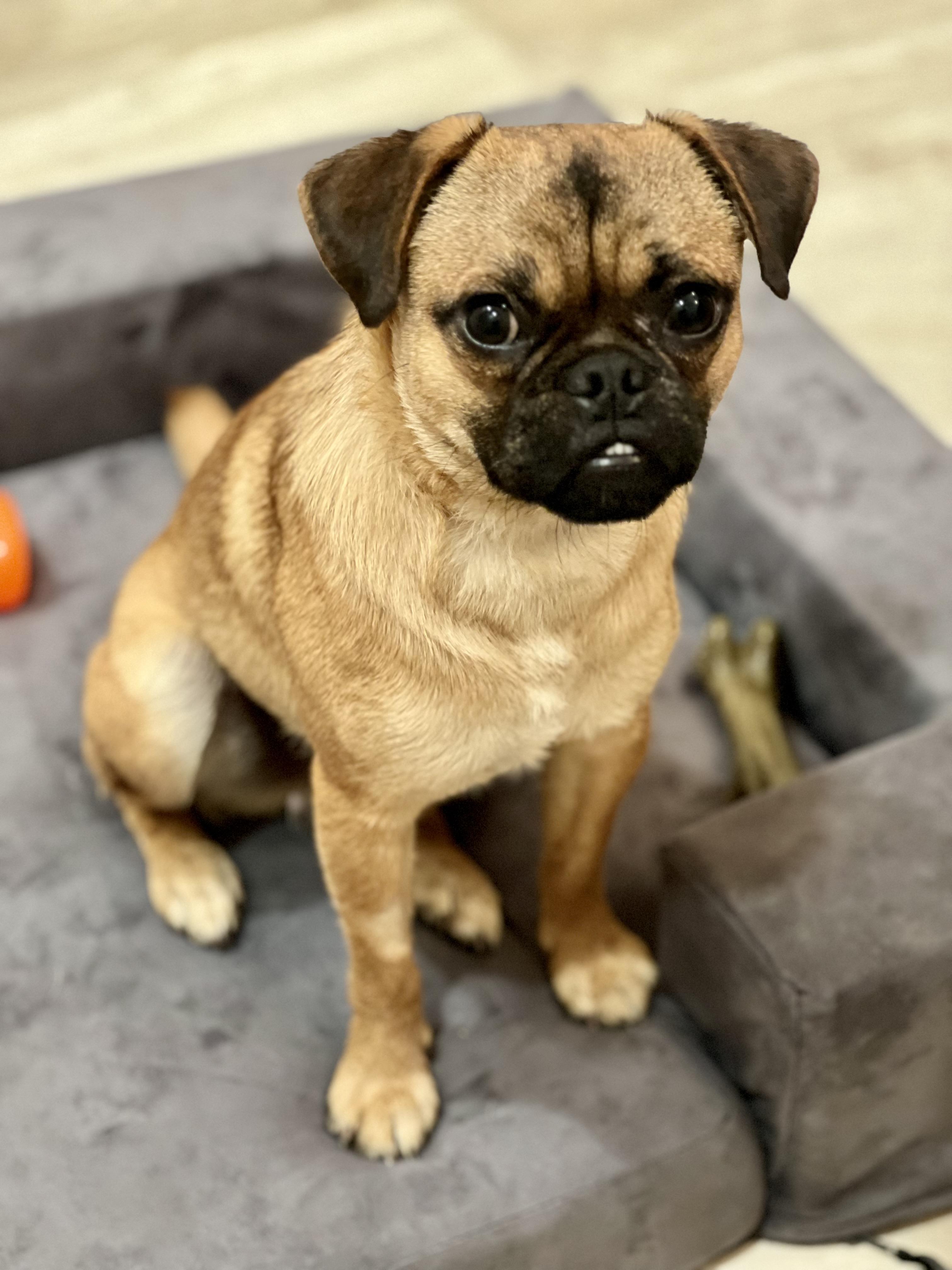 Duke, a Adoptable mixed breed in Calgary, AB image 5/6