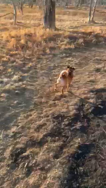 Enlarge Duke, a Adoptable mixed breed in Calgary, AB video 6/6