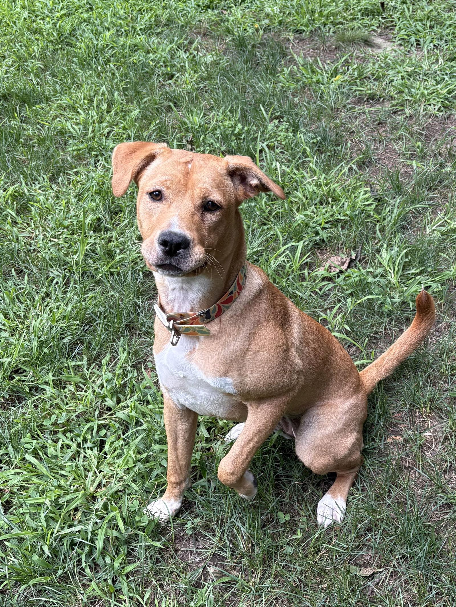 Lucy (formerly Kira), Adopted, Young Female Labrador Retriever.