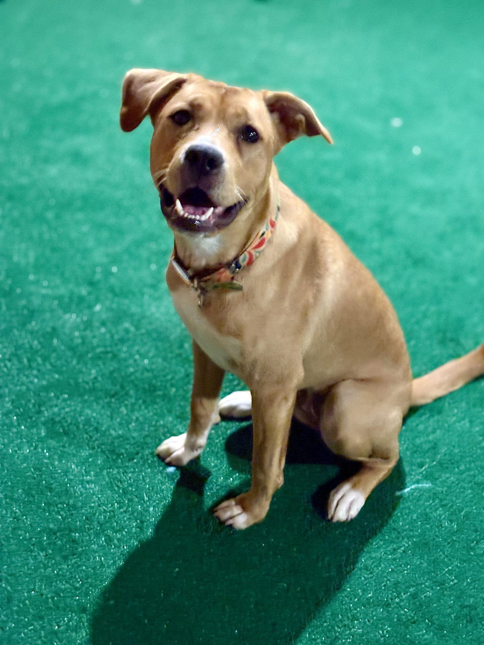 Enlarge Lucy (formerly Kira), a Adopted Labrador Retriever in Tarrytown, GA image 2/3