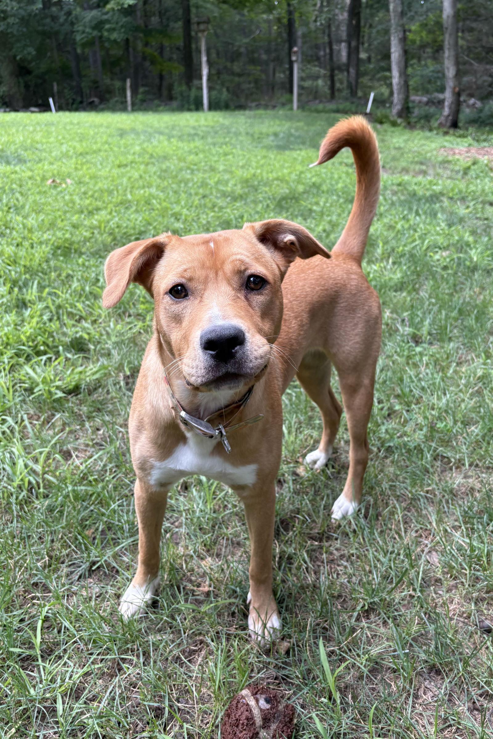 Enlarge Lucy (formerly Kira), a Adopted Labrador Retriever in Tarrytown, GA image 3/3